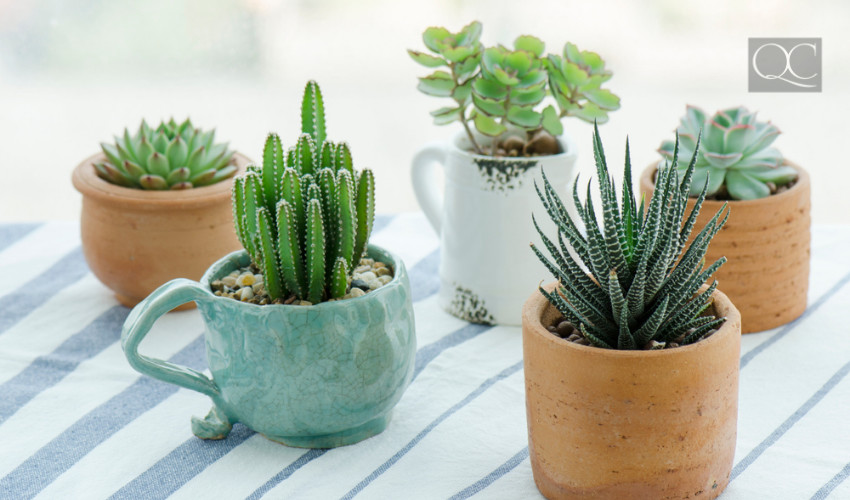 succulents and house plants to purify air in a temporary home