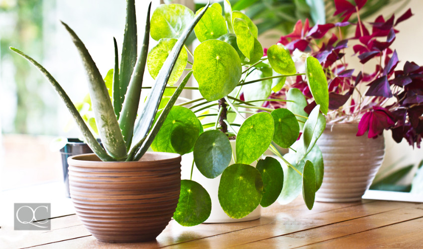 houseplants to purify home eco-friendly decorating