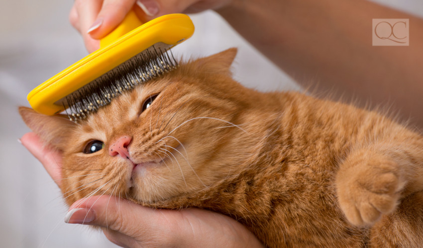 cat grooming to get rid of hair that will end up in home