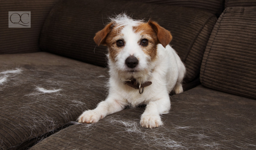 dog hair on couch of interior decorated home