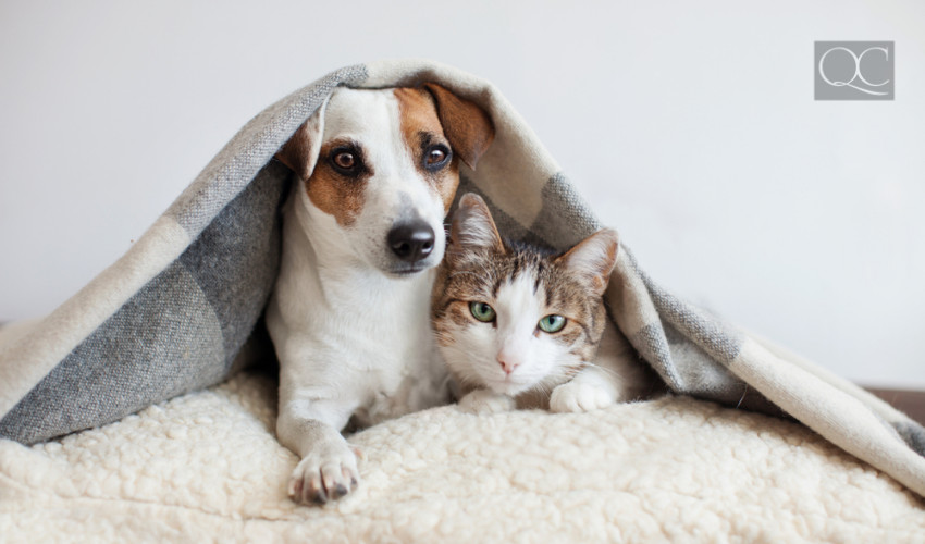 cat and dog sleeping space can be decorated to be trendy