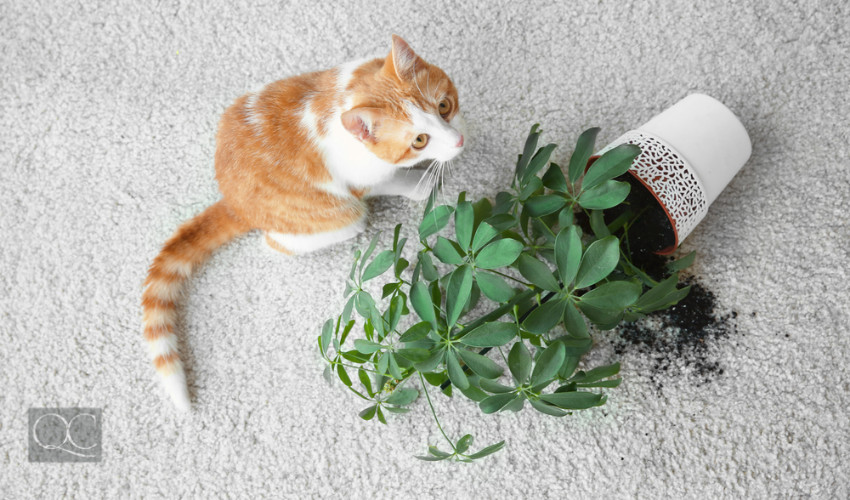 home design interior carpeting cat knocking over plant