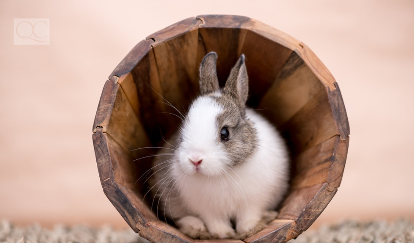 bunny pets decorate their cages