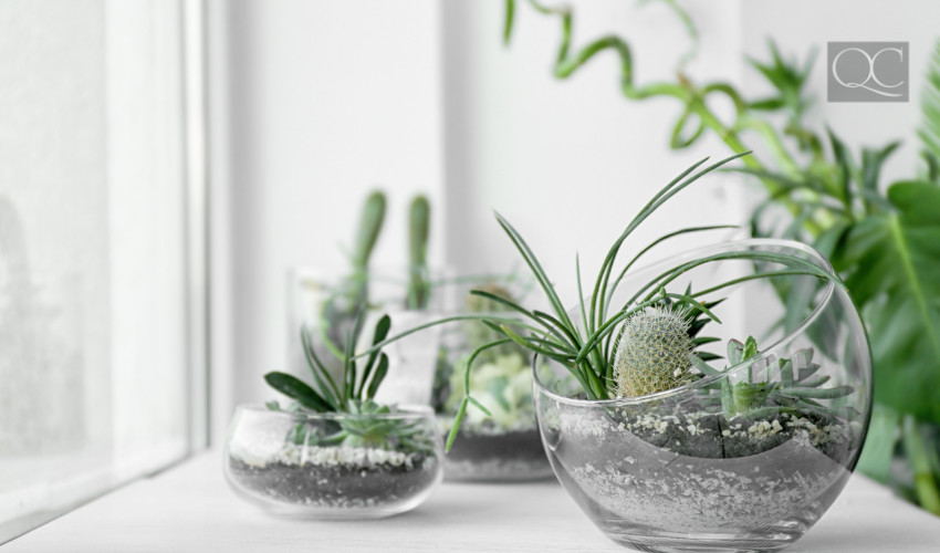 succulents and house plants to decorate home for interior decorating jobs