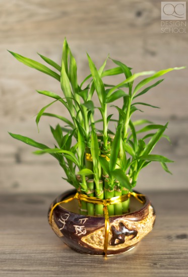 bamboo plants can help with feng shui design