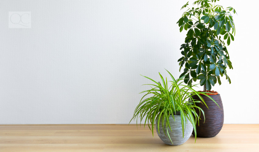 interior decorating trend bright living room with two houseplants, Umbrella Tree and Spiderplant, Schleffera Compacta, Chlorophytum Comosum