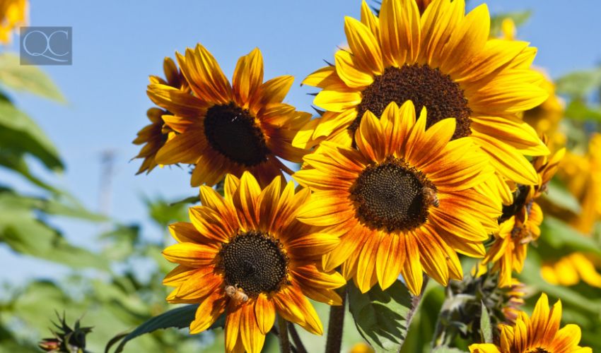 Sunflowers in field, outdoors during bright summer day.