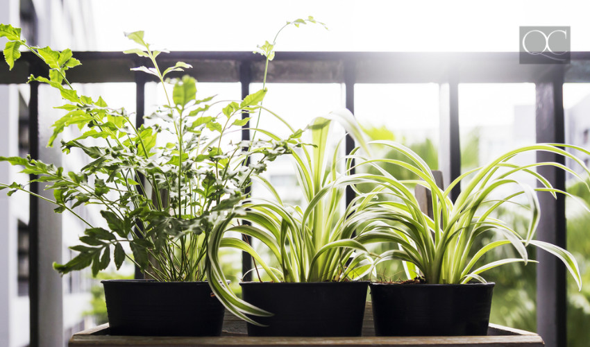 outdoor plants for condo or apartment balcony exterior decorating